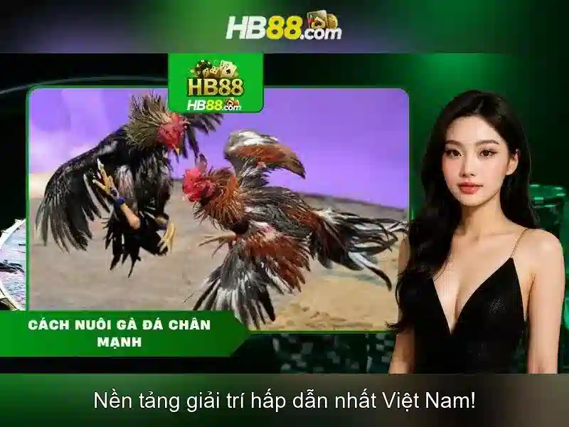 HB88: Nền tảng cá cược trực tuyến - Tổng quan và trải nghiệm